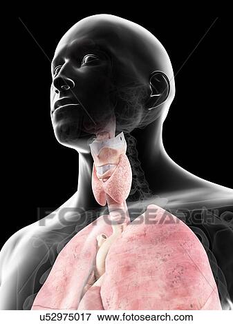 Human thyroid, artwork View Large Illustration Stock Illustration - Human thyroid, artwork. Fotosearch