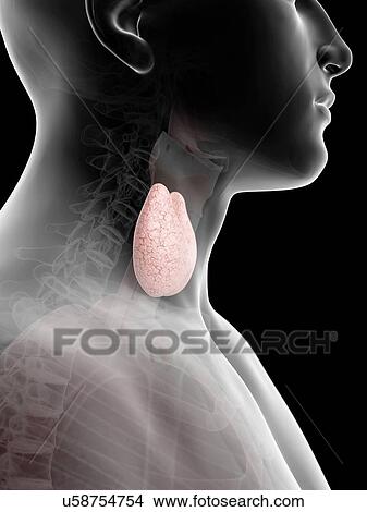 Stock Illustration - Human thyroid, artwork. Fotosearch