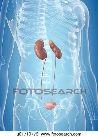 Human urinary system, artwork View Large Illustration Drawing - Human urinary system, artwork. Fotosearch