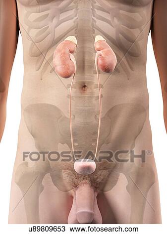 Human urinary system, artwork View Large Illustration Drawing - Human urinary system, artwork. Fotosearch