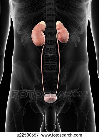 Human urinary system, artwork View Large Illustration Stock Illustration - Human urinary system, artwork. Fotosearch