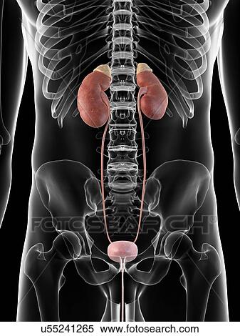 Human urinary system, artwork View Large Illustration Stock Illustration - Human urinary system, artwork. Fotosearch