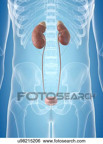 Human urinary system, artwork View Large Illustration Stock Illustration - Human urinary system, artwork. Fotosearch