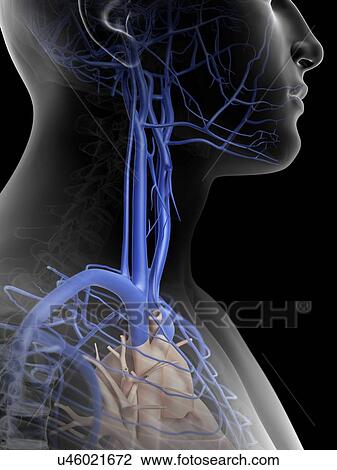 Human veins in neck, artwork View Large Illustration Drawing - Human veins in neck, artwork. Fotosearch