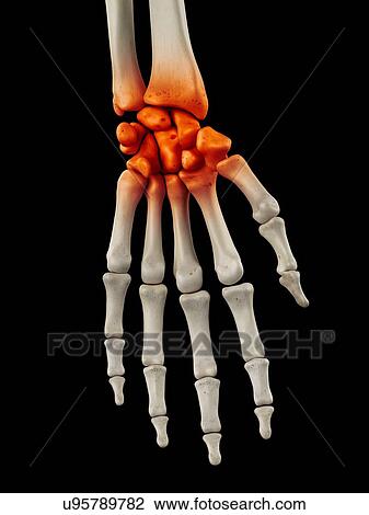 Drawing - Human wrist, artwork. Fotosearch