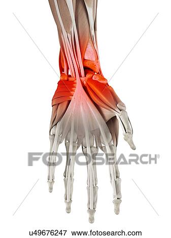 Human wrist, artwork View Large Illustration Stock Illustration - Human wrist, artwork. Fotosearch