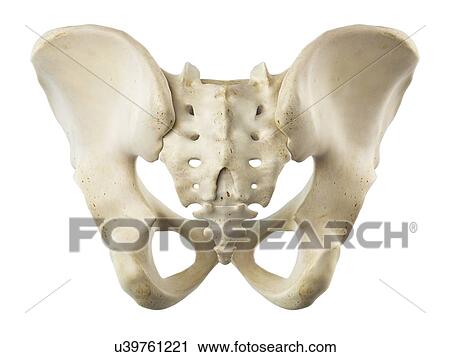 Ilium and sacrum, artwork View Large Illustration Clip Art - Ilium and sacrum, artwork. Fotosearch