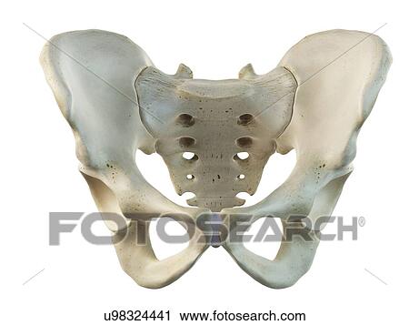 Clip Art - Ilium and sacrum, artwork. Fotosearch