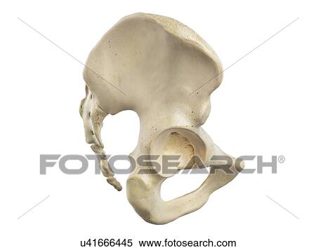 Stock Illustration - Ilium and sacrum, artwork. Fotosearch