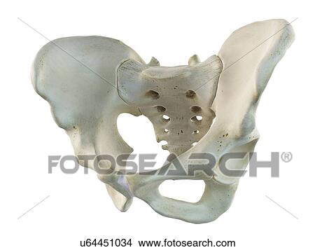 Ilium and sacrum, artwork View Large Illustration Stock Illustration - Ilium and sacrum, artwork. Fotosearch