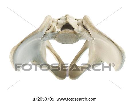 Stock Illustration - Ilium and sacrum, artwork. Fotosearch