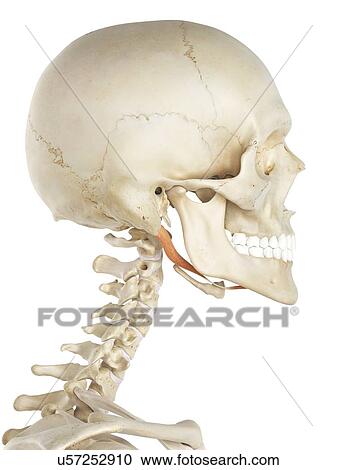 Jaw muscle, artwork View Large Illustration Clipart - Jaw muscle, artwork. Fotosearch