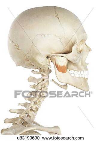 Clipart - Jaw muscle, artwork. Fotosearch