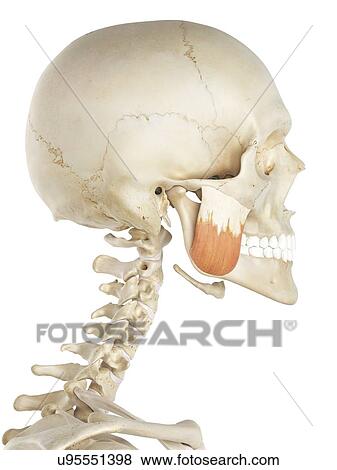 Stock Illustration - Jaw muscle, artwork. Fotosearch