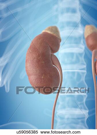 Stock Illustration - Kidney and adrenal gland, artwork. Fotosearch