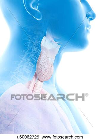 Larynx and thyroid, artwork View Large Illustration Stock Illustration - Larynx and thyroid, artwork. Fotosearch