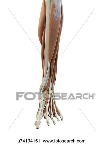 Clip Art - Leg and foot muscles, artwork. Fotosearch