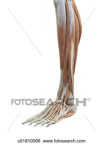 Stock Illustration - Leg and foot muscles, artwork. Fotosearch
