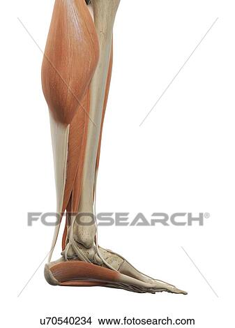 Stock Illustration - Leg and foot muscles, artwork. Fotosearch