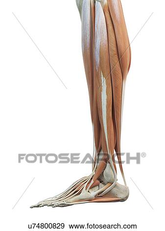 Stock Illustration - Leg and foot muscles, artwork. Fotosearch