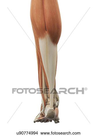 Stock Illustration - Leg and foot muscles, artwork. Fotosearch