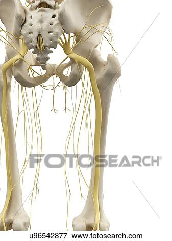 Leg bones and nerves, artwork View Large Illustration Stock Illustration - Leg bones and nerves, artwork. Fotosearch