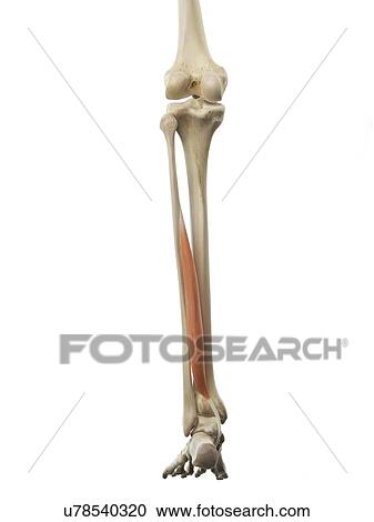 Clipart - Leg muscle, artwork. Fotosearch