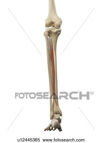 Stock Illustration - Leg muscle, artwork. Fotosearch