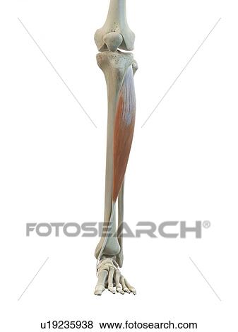 Leg muscle, artwork View Large Illustration Stock Illustration - Leg muscle, artwork. Fotosearch