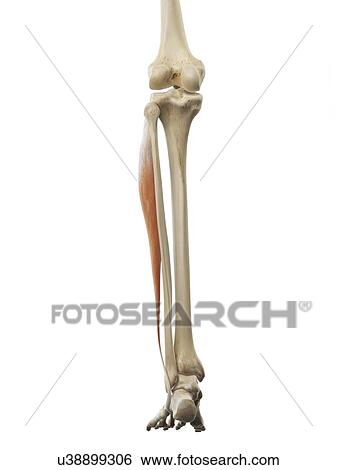 Leg muscle, artwork View Large Illustration Stock Illustration - Leg muscle, artwork. Fotosearch