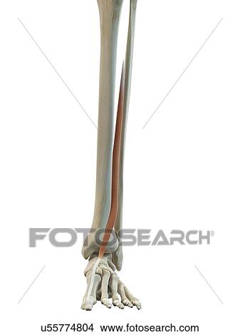 Leg muscle, artwork View Large Illustration Stock Illustration - Leg muscle, artwork. Fotosearch