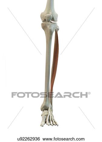 Stock Illustration - Leg muscle, artwork. Fotosearch