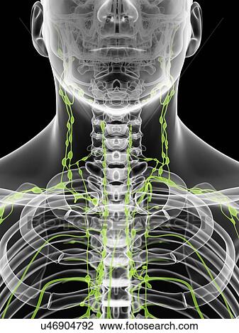 Lymph nodes in neck, artwork View Large Illustration Drawing - Lymph nodes in neck, artwork. Fotosearch
