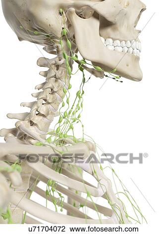 Drawing - Lymph nodes in neck, artwork. Fotosearch