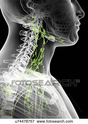 Stock Illustration - Lymph nodes in neck, artwork. Fotosearch