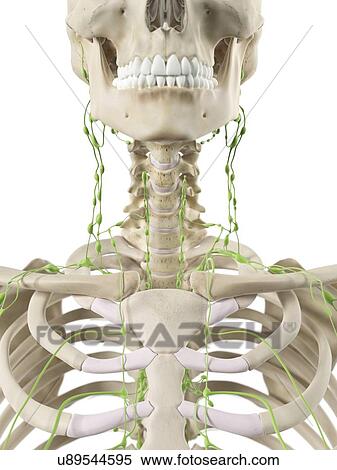 Lymph nodes in neck, artwork View Large Illustration Stock Illustration - Lymph nodes in neck, artwork. Fotosearch