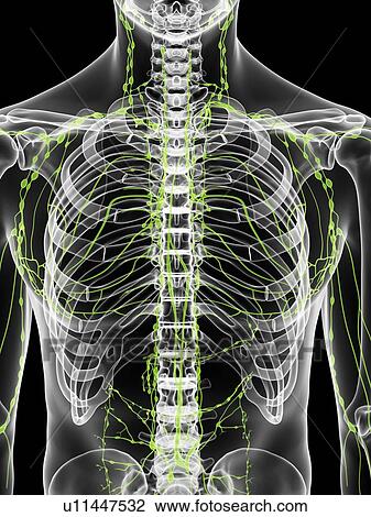 Drawing - Lymphatic system, artwork. Fotosearch