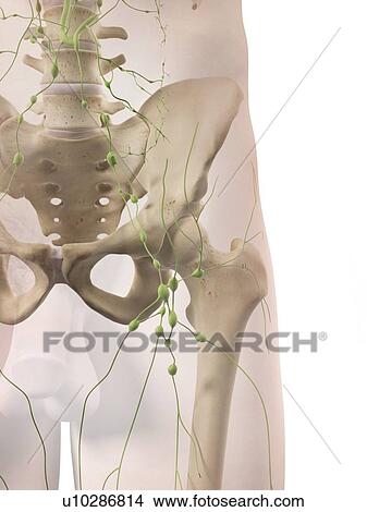 Stock Illustration - Lymphatic system, artwork. Fotosearch