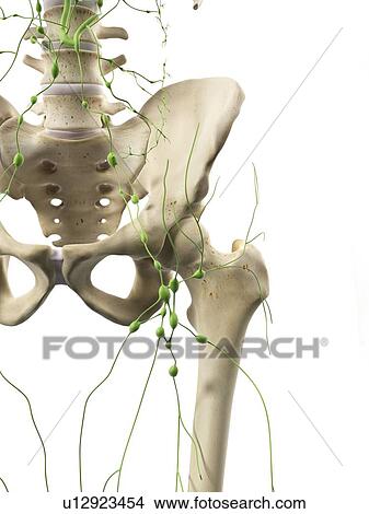 Lymphatic system, artwork View Large Illustration Stock Illustration - Lymphatic system, artwork. Fotosearch
