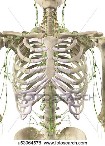 Stock Illustration - Lymphatic system, artwork. Fotosearch