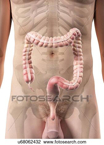 Male appendix, artwork View Large Illustration Drawing - Male appendix, artwork. Fotosearch