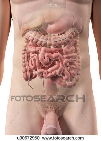 Male digestive system, artwork View Large Illustration Clipart - Male digestive system, artwork. Fotosearch