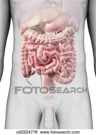 Stock Illustration - Male digestive system, artwork. Fotosearch