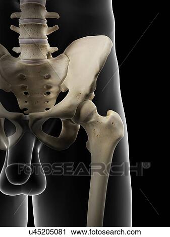 Clip Art - Male hip bones, artwork. Fotosearch