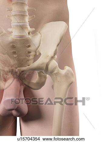 Male hip bones, artwork View Large Illustration Stock Illustration - Male hip bones, artwork. Fotosearch