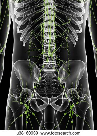 Male lymphatic system, artwork View Large Illustration Stock Illustration - Male lymphatic system, artwork. Fotosearch