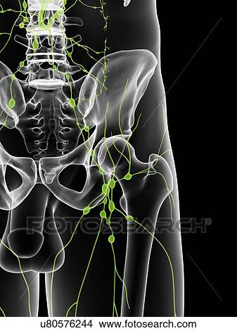 Stock Illustration - Male lymphatic system, artwork. Fotosearch
