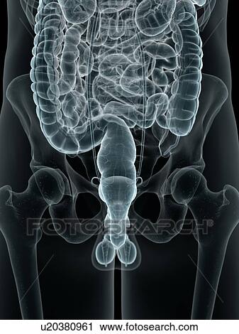 Clip Art - Male organs, artwork. Fotosearch