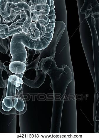 Stock Illustration - Male organs, artwork. Fotosearch