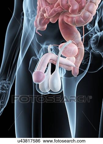 Stock Illustration - Male penis anatomy, artwork. Fotosearch
